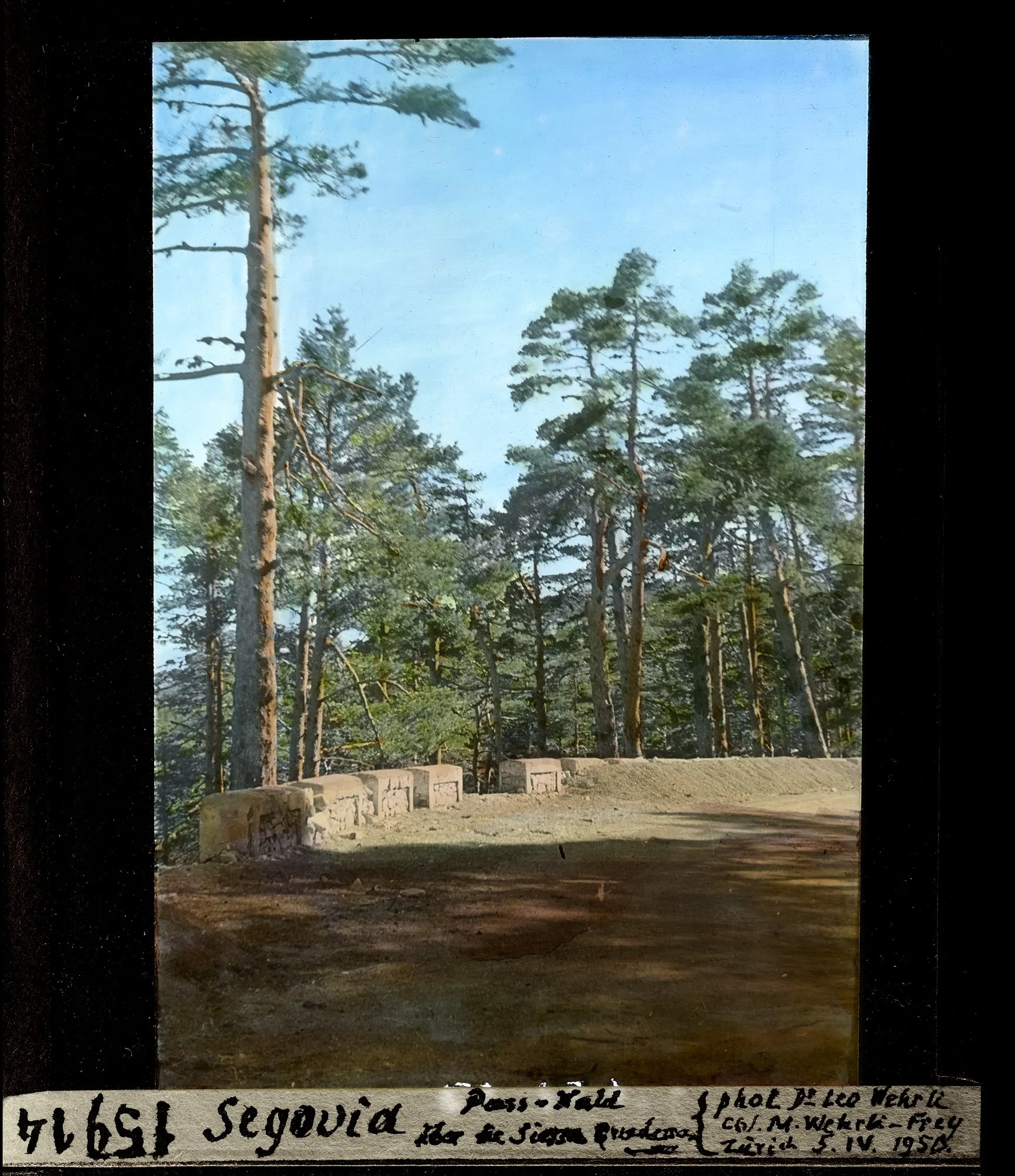 Un pinar y una carretera con pretil de piedra en el puerto de Guadarrama, en abril de 1950