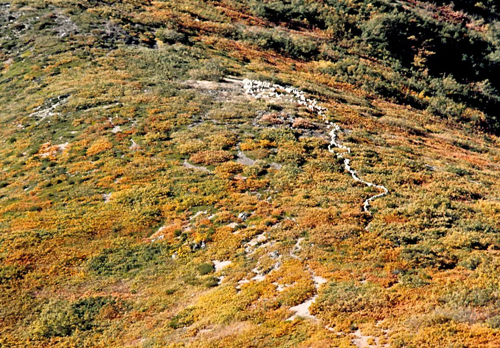 Un rebaño de ovejas entre monte bajo de roble melojo