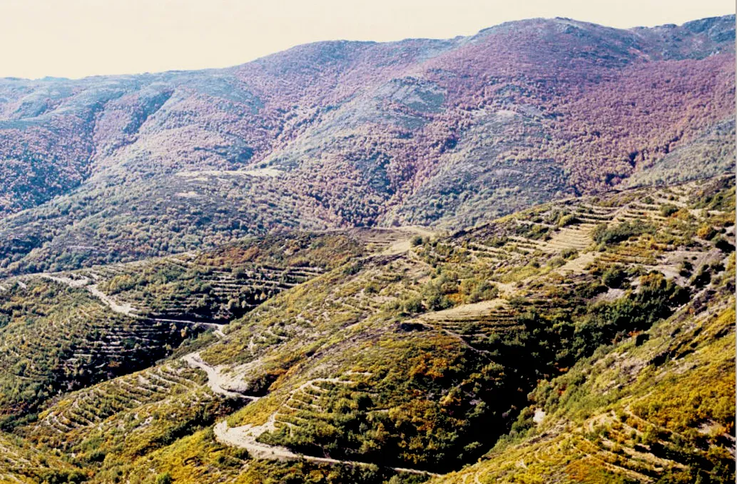 La umbría de la Sierra de Ayllón en noviembre de 1983 desde Becerril: al fondo el hayedo en color, delante las laderas de rebollo bajo con las terrazas de la repoblación