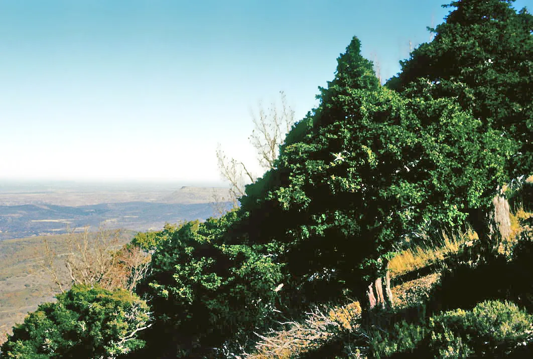 Un tejo grande agarrado a un resalte rocoso en la sierra de Becerril, con la meseta al fondo, en 1983
