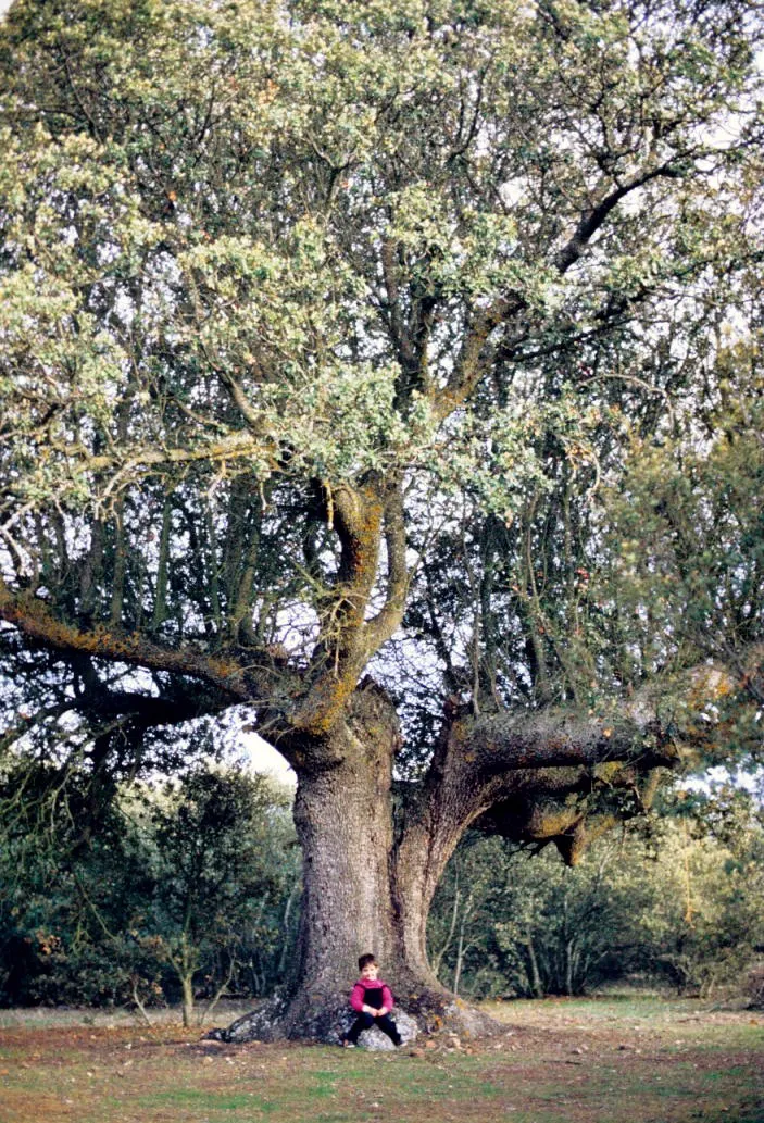 Una encina vieja en Saldaña de Ayllón, fotografiada en octubre de 1982