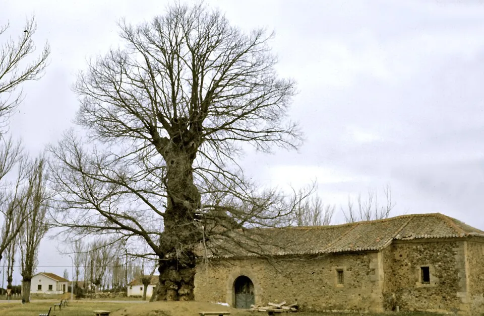 La ermita de San Roque de Riaza en diciembre de 1973, con la enorme olma que había a su lado y que ya no existe