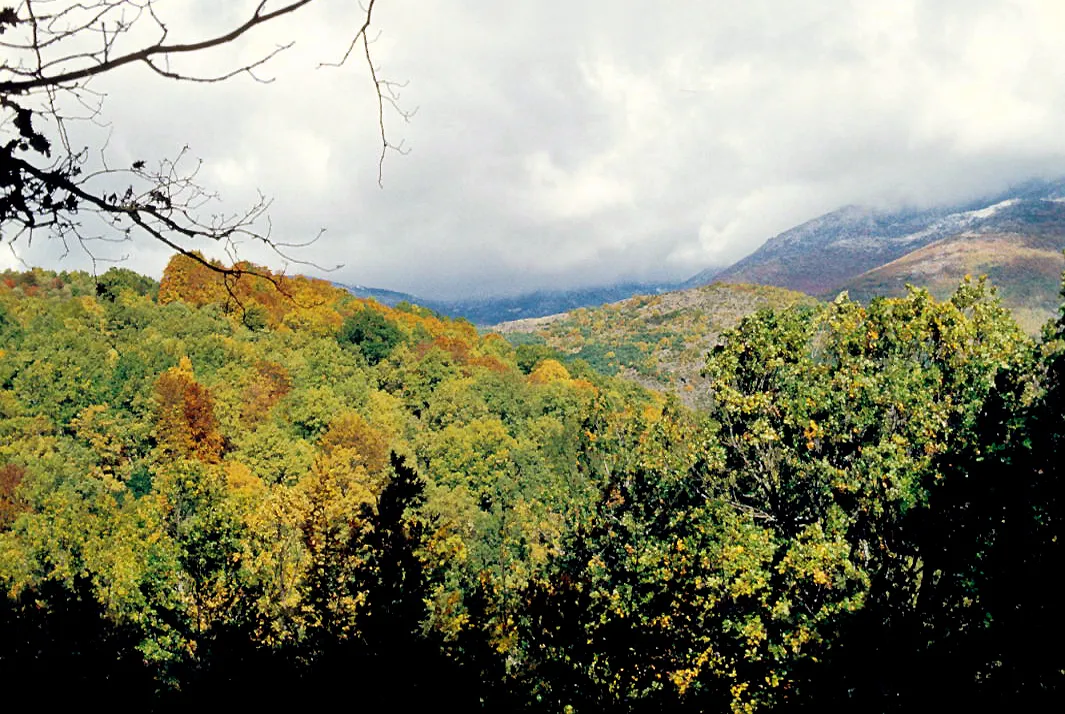 El interior del hayedo de Montejo de la Sierra en octubre de 1982, con los troncos grises y el suelo cubierto de hojarasca