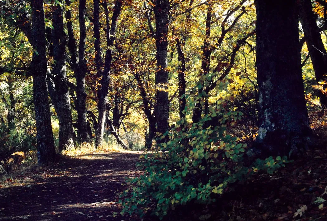 Un camino dentro del hayedo de Montejo en octubre de 1982, con la hoja dorada a contraluz