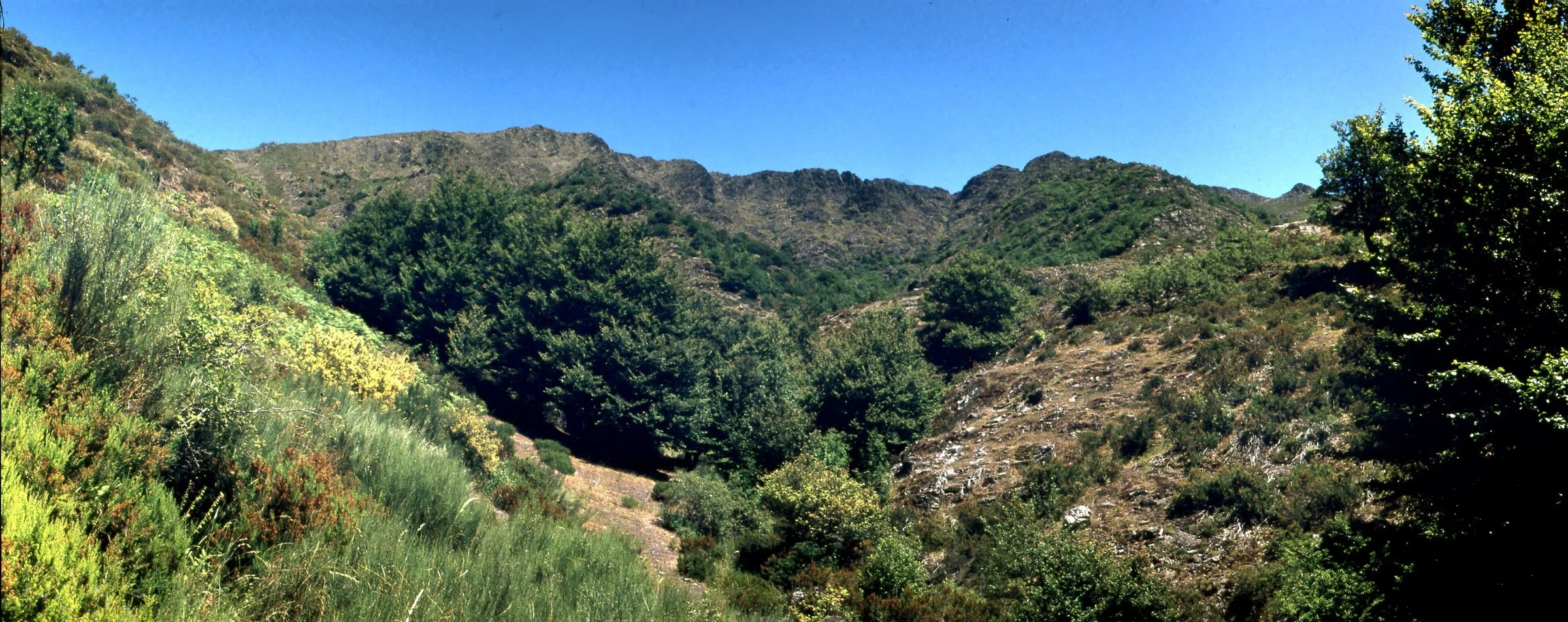 Las cumbres de La Buitrera, El Cervunalillo y Las Berceras sobre el hayedo de Tejera Negra, en junio de 1974