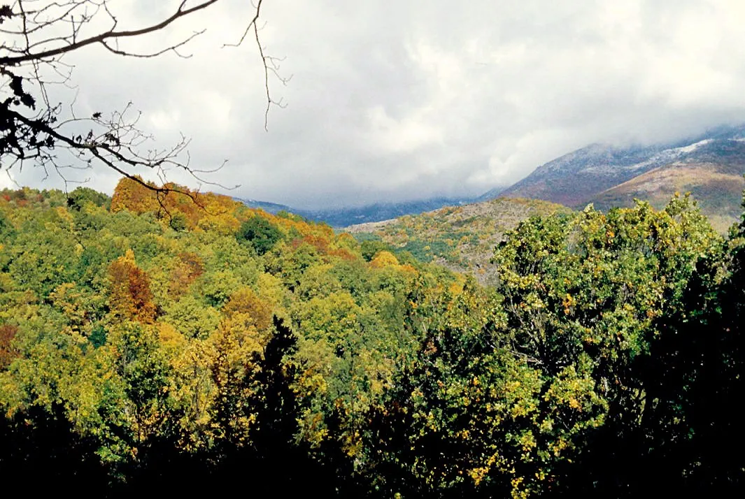 El hayedo de Montejo virando en octubre de 1982, con la sierra y la primera nieve al fondo