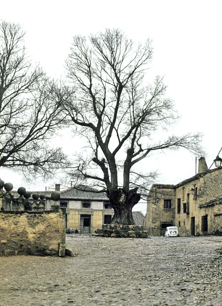 El olmo de Pedraza en abril de 1974, vivo, en mitad de la plaza y dentro de su cerco de piedra