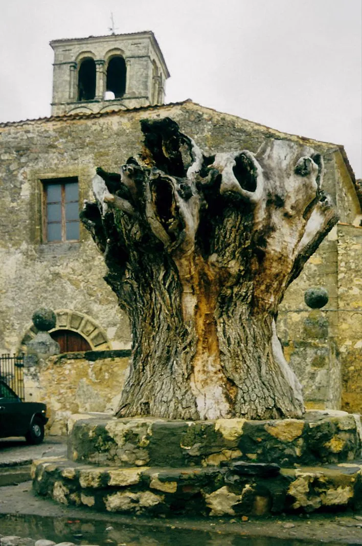 El mismo cerco de piedra de Pedraza en 1993, con solo el tocón muerto dentro y la iglesia detrás